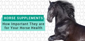 Vitamins and Minerals Guide for Horses