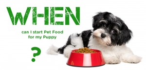 Puppy Food Types, Feeding Schedule
