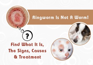 Ringworm in Dogs — Symptoms, Treatment, and Prevention