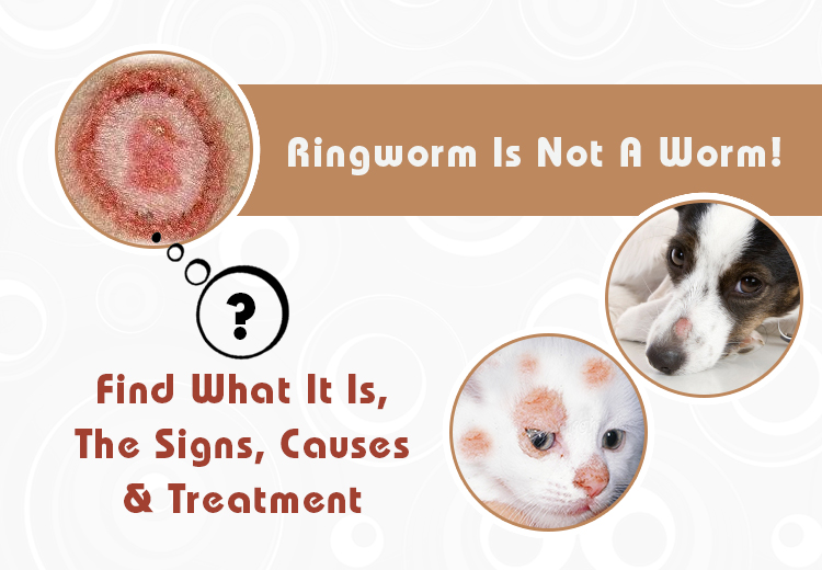 Ringworm Is Not A Worm! Find What It Is, The Signs, Causes & Treatment