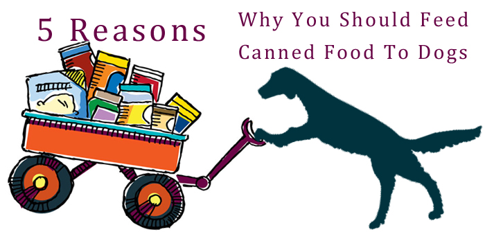 5 Reasons Why You Should Feed Canned Food To Dogs