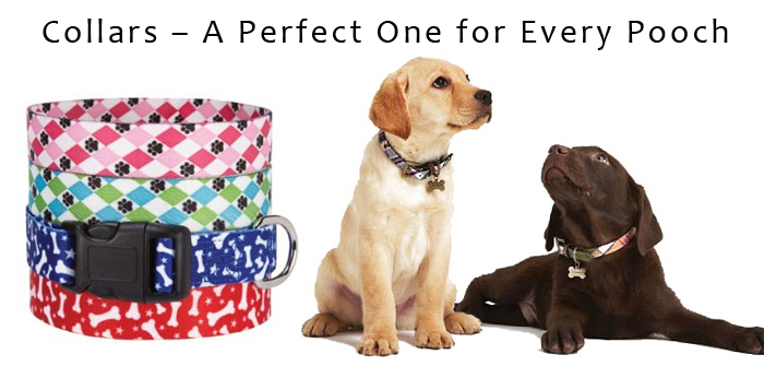 Collars – A Perfect One for Every Pooch