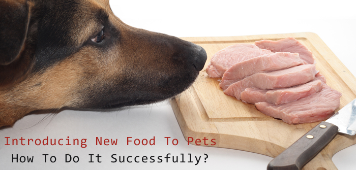 How To Introduce New Dog Foods To Your Dog?
