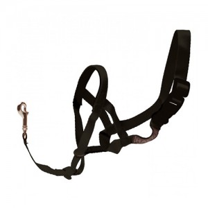 Collars – A Perfect One for Every Pooch