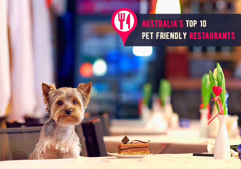 Australia’s Top 10 Pet Friendly Restaurants to Savour Delicacies with Furry Pals
