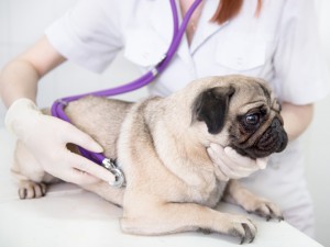 Dog care
