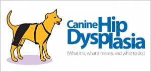 Canine Hip Dysplasia | Hip Dysplasia in Dogs