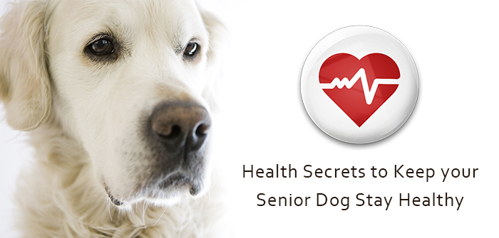 Health Secrets to Keep your Senior Dog Stay Healthy as He Ages
