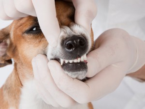 Dog dental