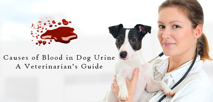 Causes of Blood in Dog Urine – A Veterinarian’s Guide