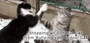 How To Stop My Cat From Bullying My Other Cat