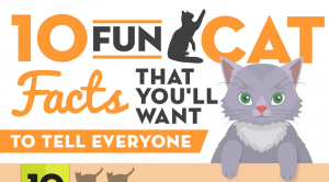 Some Bizarre Cat Facts that will Blow off your Mind