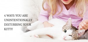 4 Ways you are unintentionally disturbing your Kitty......A Heads-on Approach to Deal with the Situation