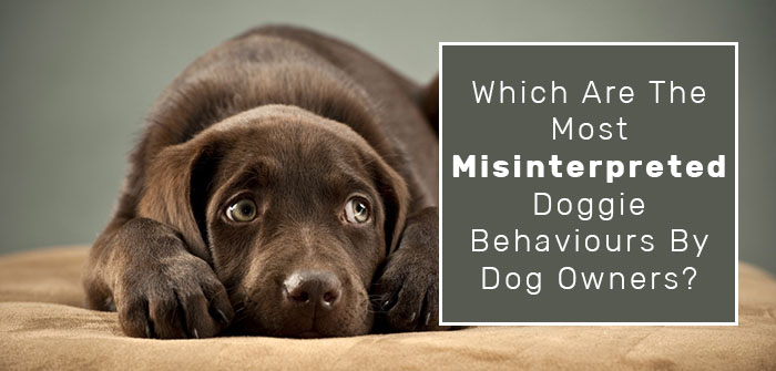Which are the Most Misinterpreted Doggie Behaviours by Dog Owners?