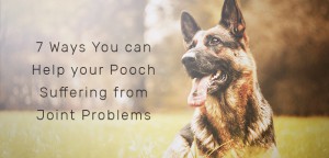 Joint Problems in Dogs Don't Have to be a Pain