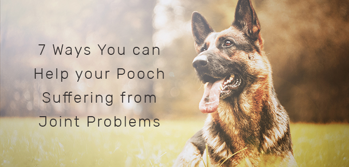 7 Ways You can Help your Pooch Suffering from Joint Problems