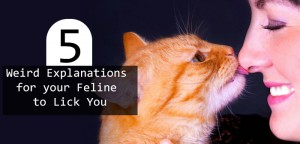 Weird Reasons Why Your Cat Licks You -