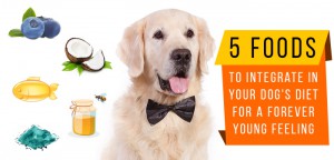 High Fiber Dog Food: Things You Need To Know