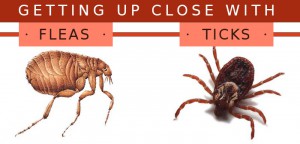 Fleas, Ticks, Pets and What to Do