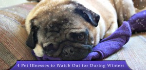 Common Winter Illnesses in Pets
