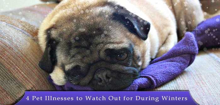 4 Pet Illnesses to Watch Out for During Winters