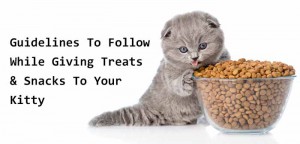 Kitten Training Tips and Treat Rewards