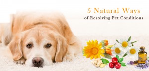 Natural Remedies for Mange in Dogs