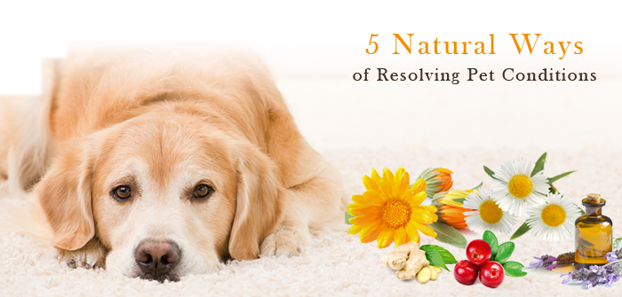 5 Natural Ways of Resolving Pet Conditions