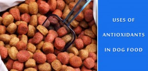 Antioxidants and their Use in Dog Food