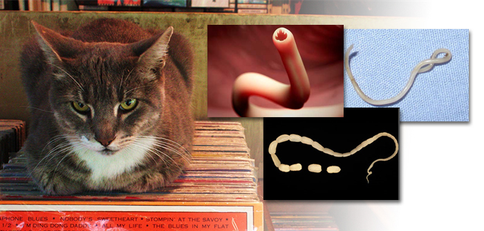 Cat Worms and Treatments
