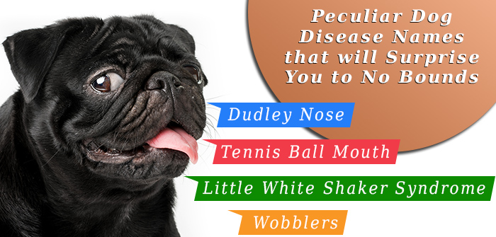 Peculiar Dog Disease Names that will Surprise You to No Bounds