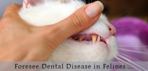 Systemic effects of periodontal disease in cats