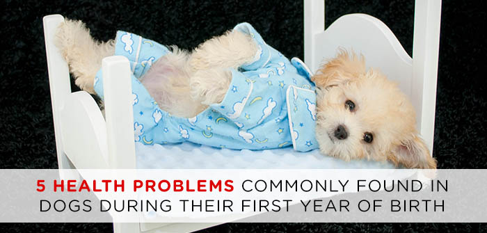 5 Health Problems Commonly Found in Dogs During Their First Year of Birth