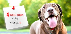 Outdoor Hazards for Pets
