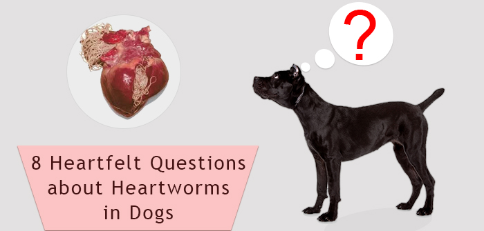 8 Heartfelt Questions about Heartworms in Dogs