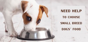 How to Choose the Best Small Breed Dog Food