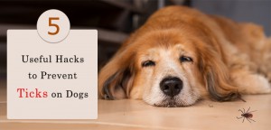 Hacks to Prevent Dog Fleas and Ticks