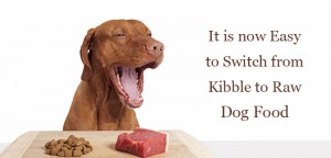 How To Transition Your Dog to a Raw Diet