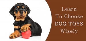 How to Choose the Right Toys for Your Dog