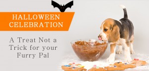 Halloween Celebration - A Treat Not a Trick for your Furry Pal