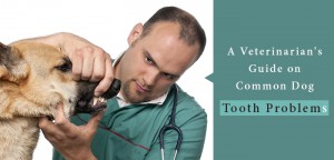 Dental Care and Your Dog's Teeth