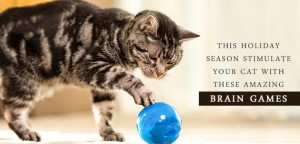 Brain Games That Will Enrich Your Cat's Life
