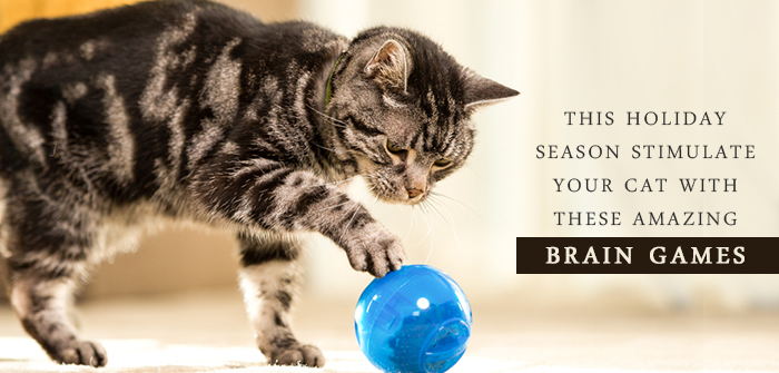 This Holiday Season Stimulate your Cat with these Amazing Brain Games