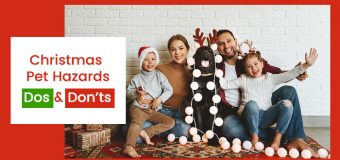 Christmas Pet Hazards – Dos & Don’ts