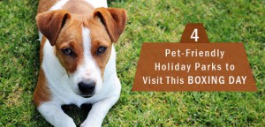 Pet friendly NRMA Holiday Parks |