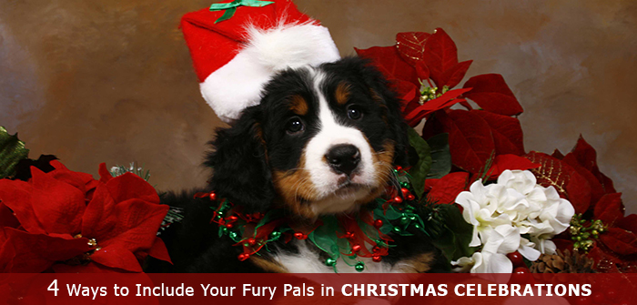 4 Ways to Include Your Furry Pals in Christmas Celebrations