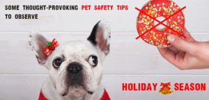 Keep your pets safe during the holiday