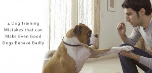 The Most Common Dog Training Mistakes