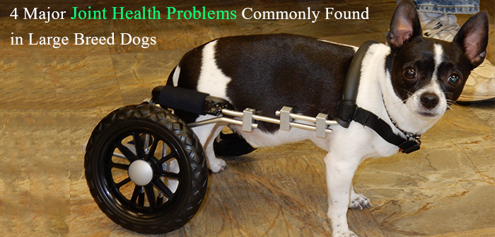 4 Major Joint Health Problems Commonly Found in Large Breed Dogs