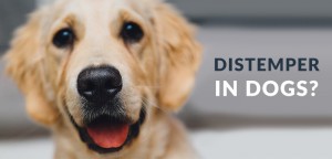 Canine Distemper: Symptoms, Causes, Treatment, and Vaccine